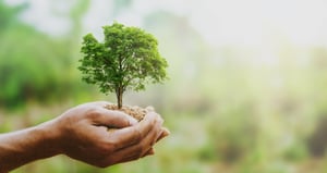 One tree at a time: how OryxAlign, Ecologi and our clients are helping us help the planet…